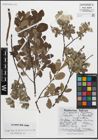 Foto von Salix aurita L. x Salix lapponum L.